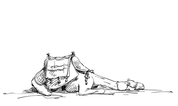 Sketch of tired resting camel with saddle, Desert animal hand drawn illustration