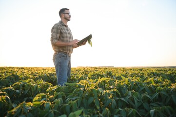 farmer agronomist in soybean field checking crops. Organic food production and cultivation