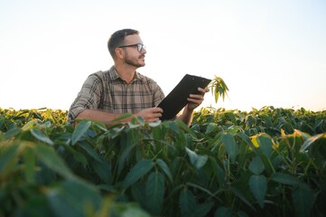 Agronomist inspecting soya bean crops growing in the farm field. Agriculture production concept. young agronomist examines soybean crop on field in summer. Farmer on soybean field