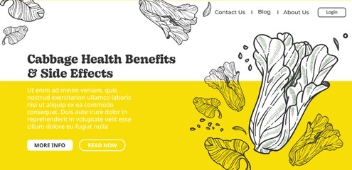 Cabbage health benefits and side effects vector