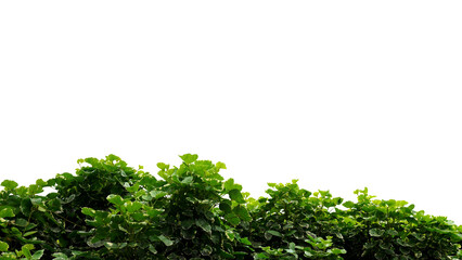 Isolated image of green bush on png file at transparent background.