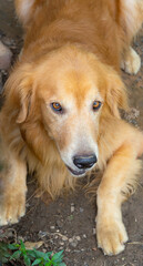 Golden haired dog golden retriever dog Cute face lying crouched on the ground.