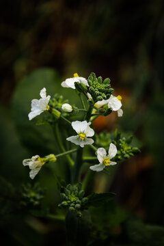white flowers in the garden