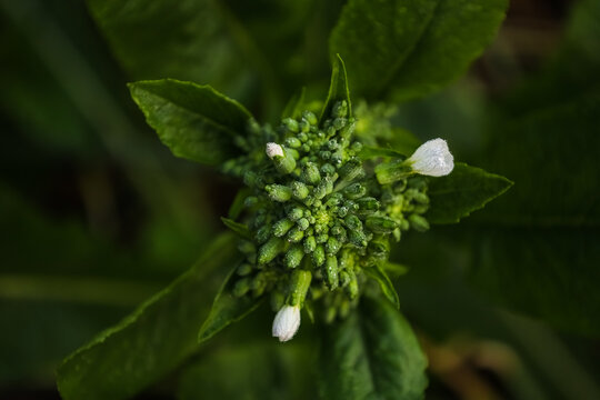 white flower on green