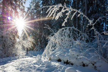 White winter forest in Scandinavia, Low sun rays shining in fresh snow woods, Cold season walkway...