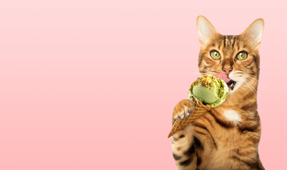 Portrait of a ginger cat licking an ice cream cone on a pink background.