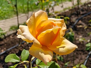 Roses From Rose Valley In National Park Kislovodsk