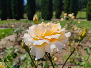 Roses From Rose Valley In National Park Kislovodsk