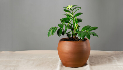 Green flower houseplant zamiokulkas or dollar tree growing in clay brown pot standing on natural fabric isolated on white background, copyspace