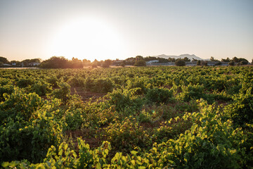 vineyard in the morning