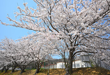 島根町の桜