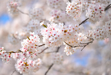 島根町の桜