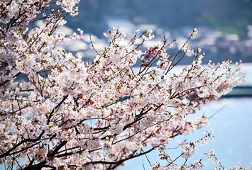 島根町の桜