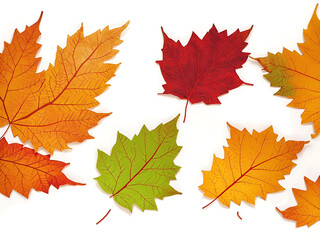 Obraz premium Autumn leaves set, isolated on white background.