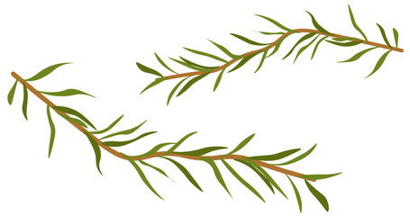 Rosemary or oregano fresh herb branches vector