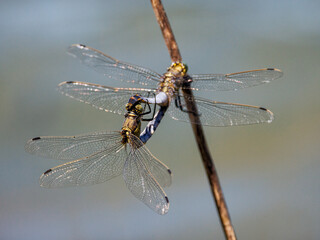 Dragonflies copulating in their natural environment.