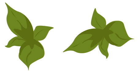 Mint or natural eco herbs, organic greenery vector