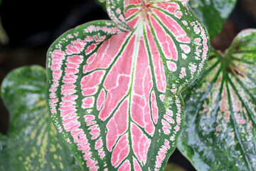 Beautiful green tree caladium 'Thai Beauty'('Hok Long') is a beautiful Caladium with pink, green, and white coloration in the leaves in the garden