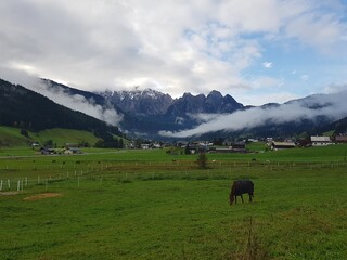 A majestic horse grazing in a lush green field, with a snow-capped mountain range in the background. The horse is standing on its hind legs, its head down, and its mouth open. The field is filled with