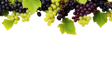 Green and Black juicy grapes on white background
