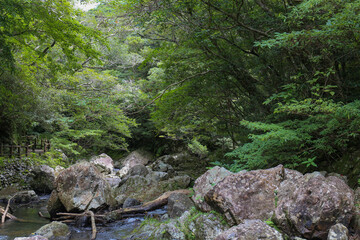 奄美大島の山奥にある渓谷