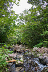 空と新緑の下を流れる奄美大島の清流