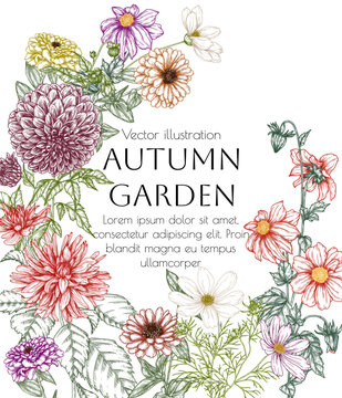 Vector illustration of autumn flowers. Dahlia, cosmos, zinnia in engraving style