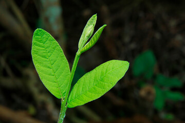 small green plant with a leaf on it