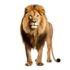 lion looking isolated on white