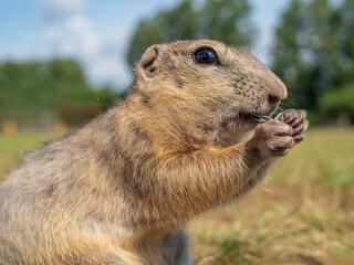 The  prairie dog eating sunflower seed holding it in the front paws