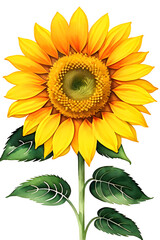 Fototapeta na wymiar sunflower isolated on white background