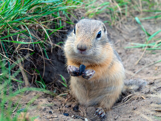 Naklejka na ściany i meble The prairie dog eating sunflower seed holding it in the front paws and looking at the camera