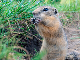 Naklejka na ściany i meble The prairie dog eating sunflower seed holding it in the front paws