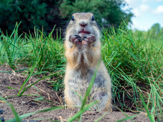 The  prairie dog eating sunflower seed holding it in the front paws and looking at the camera