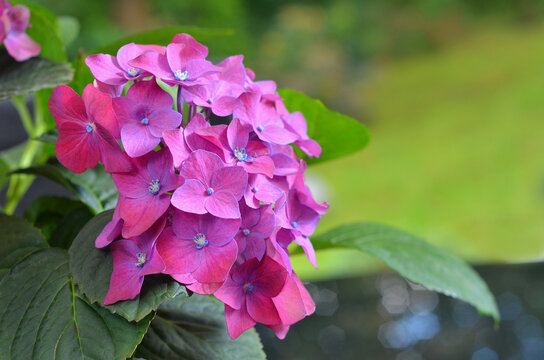 Beautiful bright pink-purple blooming 'Let’s Dance Big Band' Hydrangea flower against natural blurred summer background .Closeup photo outdoors. Gardening, landscaping  concept. Free copy space.