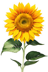 Obraz premium sunflower isolated on white background