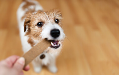 Hand giving snack treat to a healthy dog. Teeth cleaning, pet dental care banner, background. - 629134041
