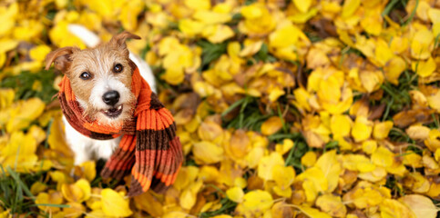 Funny dog wearing scarf sitting in the autumn leaves. Fall, cold winter flu or pet clothing banner.