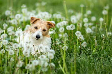 Happy healthy dog sitting in a dandelion blowball flower herb field. Pet in the nature background.