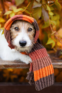 Cute funny pet dog wearing warm scarf. Cold autumn, fall, winter, flu or animal clothing.