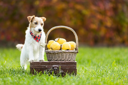 Cute happy pet dog with thanksgiving, autumn apples in the grass. Fall background