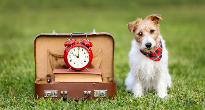 Cute dog sitting with a schoolbag and alarm clock. Back to school or puppy training banner.