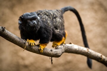 Red-handed tamarin monkey in zoopark - 629135224