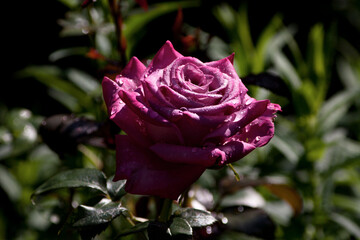 pink rose with water drops