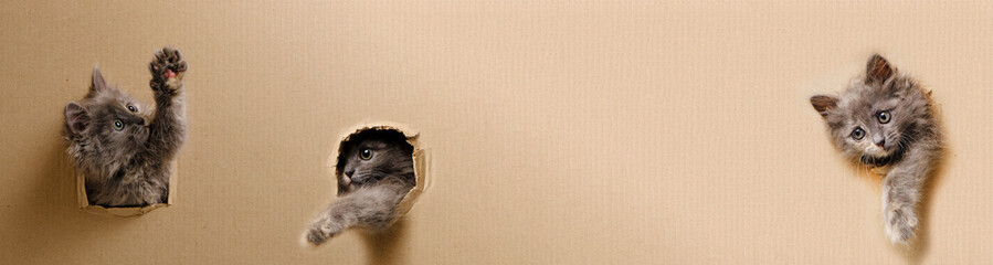 Grey kittens stuck their muzzles out holes in cardboard.