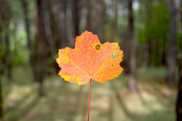 Autumn maple leaf. Red and yellow leaves.