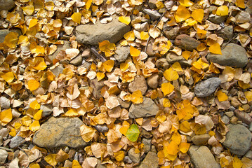 Autumn foliage. Fall leaves. Yellow leaves.