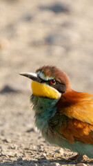 European Bee-eater chilling in the sand