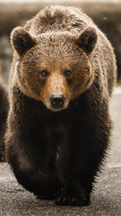 Obraz premium brown bear, Ursus arctos, from Romania
