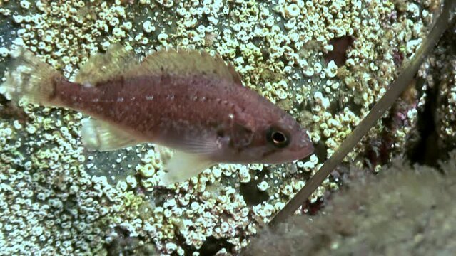 Transparent marine habitat of fish sea red perch in underwater of Japanese Sea. Marine ecology and underwater environment of sea red perch.